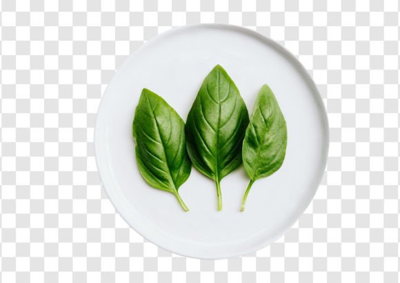 Download #1938 Fresh Green Basil Leaves in a White Plate Isolated - Premium Bundle